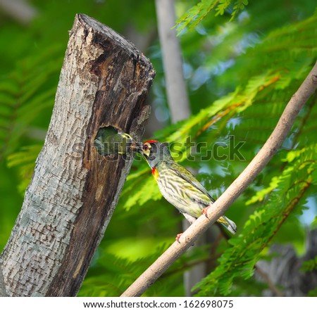 Baby birds in the nature (Coppersmith Barbet) isolated on white