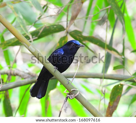 Colorful blue bird, male White-tailed Robin, standing on the bamboo branch, back profile