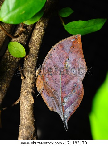 Master of disguise in the forest is a Special butterfly (Kallima inachis formosana) look like a Withered leaf,in nature, in Thailand