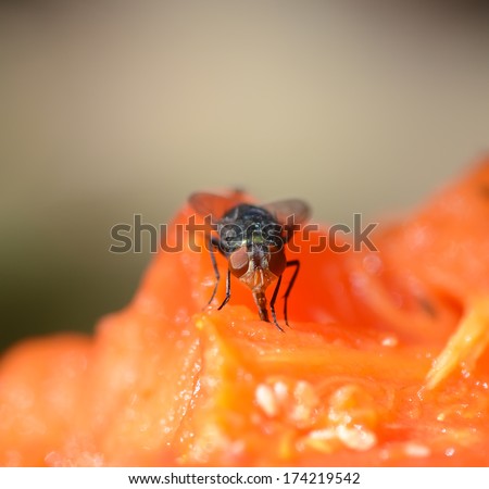 A macro shot of fly on food
