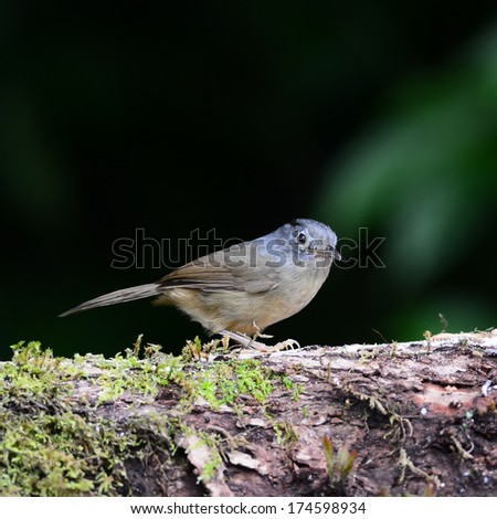 Beautiful red-eyed bird, Grey-cheeked Fulvetta (Alcippe fratercula), standing on the log, back profile