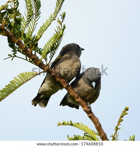 Couple Bird (Ashy Woodswallow)