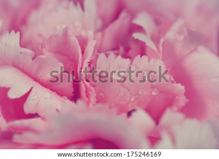 Soft-focus Beautiful Pink flowers background