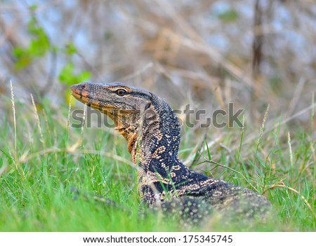 Closeup of monitor lizard - Varanus on green grass focus on the varanus eye.