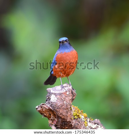 Beautiful chestnut bird, male Chestnut-bellied Rock-Thrush (Monticola rufiventris), standing on the rock, breast and side profile