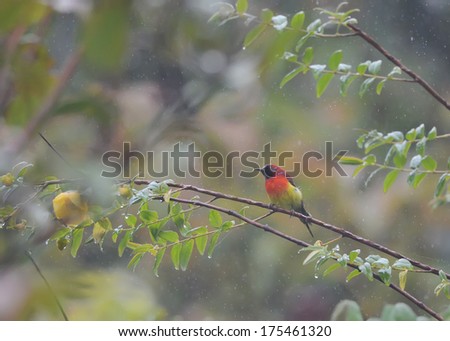 Bird colorful Beautiful (Green-tailed Sunbird), In the rain, in nature