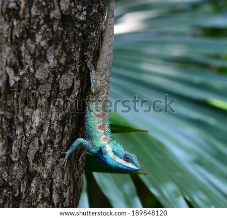 Beautiful Blue Lizard, Reptile lizard, green lizard