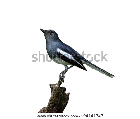 A male Oriental Magpie-Robin, Magpie Robin (Copsychus saularis) isolated on white background