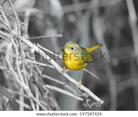 Beautiful Bird Golden (Golden bush robin), the cute little yellow bird standing on a branch