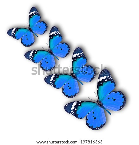 Beautiful Blue butterfly With shadows, isolated on white background