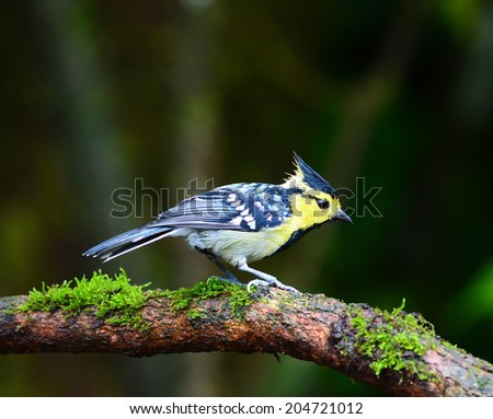 Beautiful yellow bird, Yellow-cheeked Tit (Parus spilonotus), standing on a branch, black-breasted indicated to male
