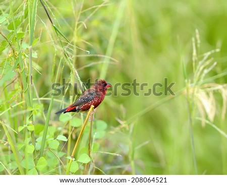 Colorful Red Bird (Red Avadavat,  Amandava amandava) on a branch, in nature, in Thailand