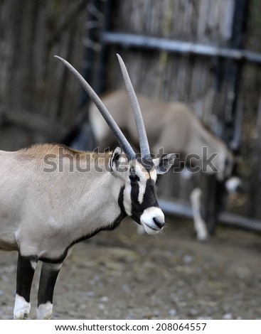 deer Thomson\'s Gazelle with beautiful horns