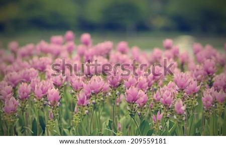 Curcuma alismatifolia or Siam tulip or Summer tulip in the garden nature Thailand vintage