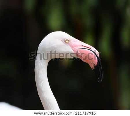 The Flamingos closeup side and head profile