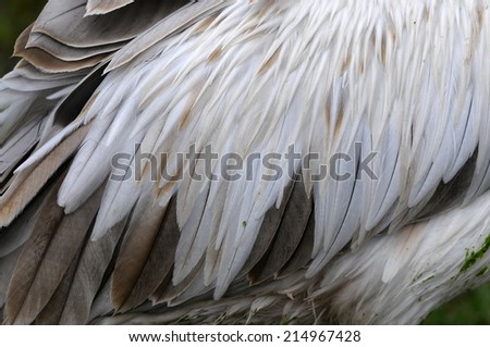 white feather Spot-billed Pelican (Pelecanus philippensis)