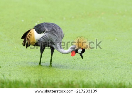 Crowned Crane (African Crowned Crane)