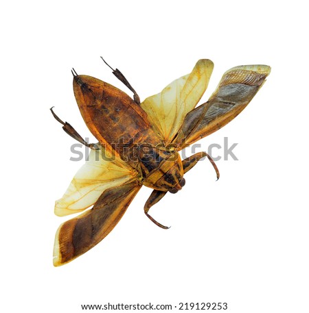 The giant water bug isolated on a white background