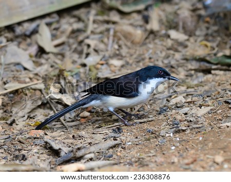 Black bird, Dark-backed Sibia (Malacias melanoleucus) back profile standing on a branch taken in Thailand