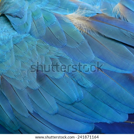 Colorful feathers, Harlequin Macaw feathers background texture