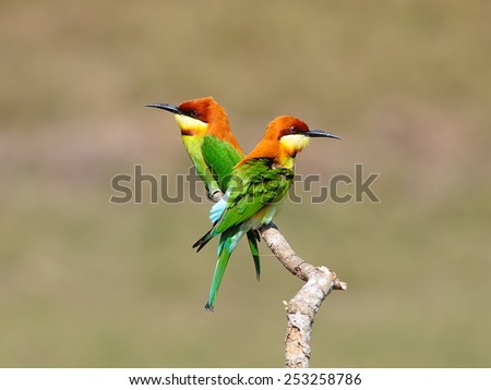 Green Bird, Bee eater Bird (Chestnut headed Bee-eater) on a branch in nature, in Thailand