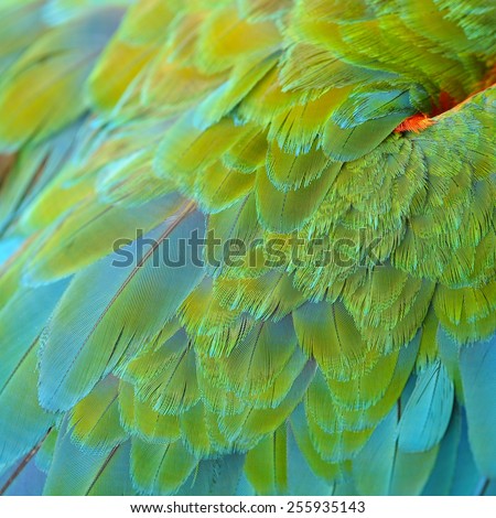 Colorful feathers, Harlequin Macaw feathers background texture