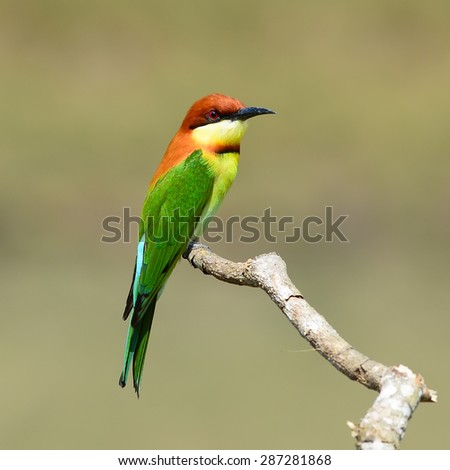 Green Bird, Bee eater Bird (Chestnut headed Bee-eater) on a branch in nature, in Thailand