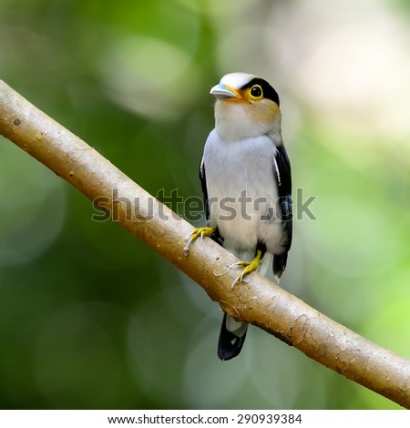 Bird on a branch (Silver-breasted Broadbill),in thailand