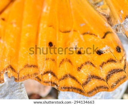 Butterfly wing texture, close up of detail of butterfly wing for background