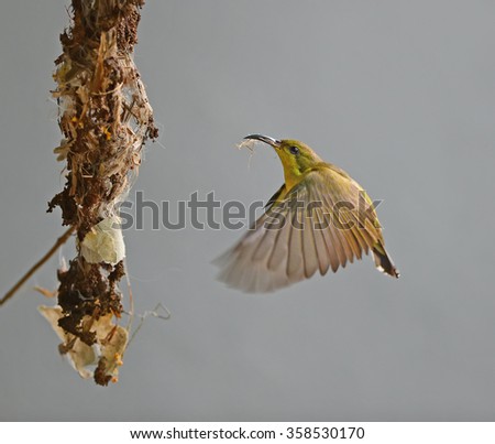 Bird flying (Olive-backed Sunbird) Birds build nests