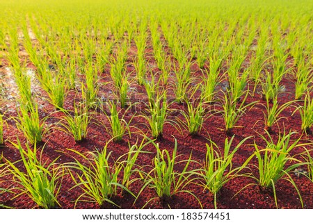 Rice plant and Mosquito fern in rice farm