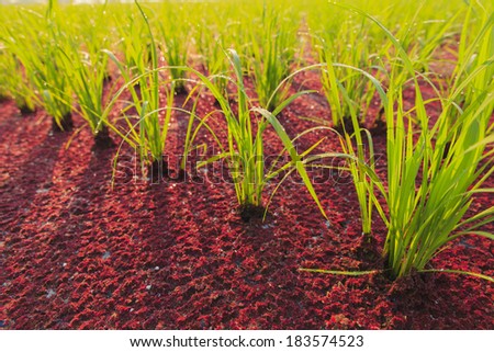 Rice plant and Mosquito fern in rice farm