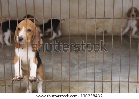 Little Beagle dog in the cage
