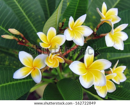 white and yellow plumeria flower in green leaf back ground
