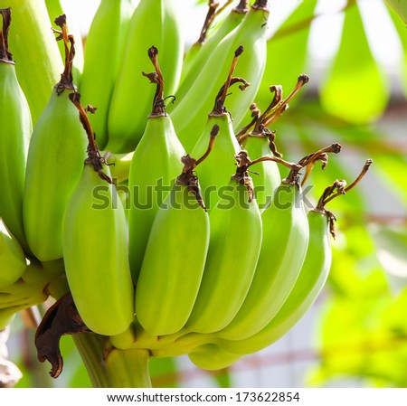 raw banana on tree