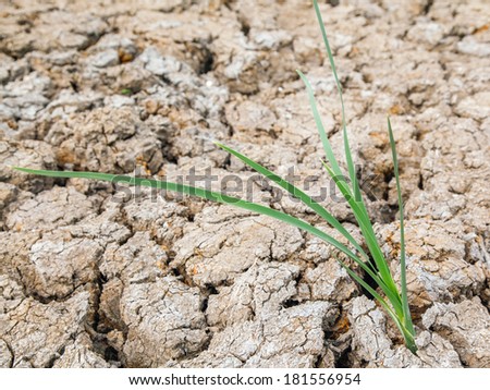 a grass grown on earth cracked