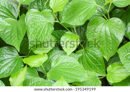 betel leaf background