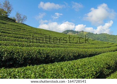 Beautiful pattern of green tea, green tea garden on the hill