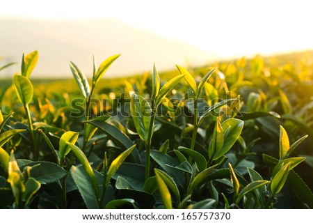 Green tea bud. Fresh tea leaves on morning. Tea plantations. Thailand