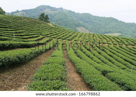 Green tea plantations. green tea garden on the hill. Thailand