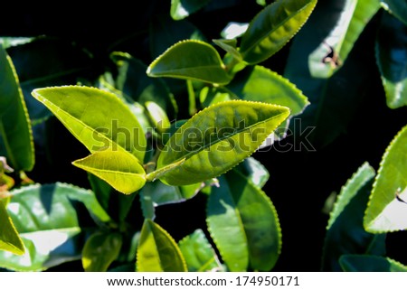 Green tea bud. Fresh tea leaves. Tea plantations in Thailand