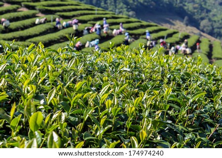 workers pick green tea leaf, Green tea bud. Fresh tea leaves. Tea plantations in Thailand
