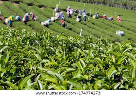 Workers Pick Green Tea Leaf, Green Tea Bud. Fresh Tea Leaves. Tea Plantations In Thailand