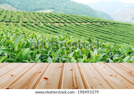 Green tea bud with wood floor. Fresh tea leaves. Tea plantations in Thailand