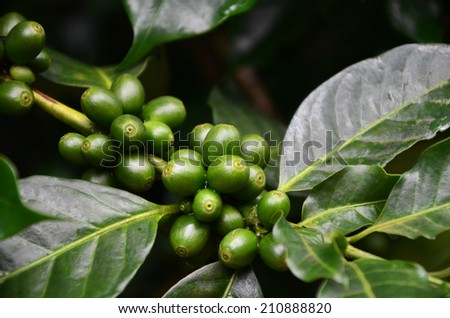 Coffee tree, green raw coffee beans on the branch