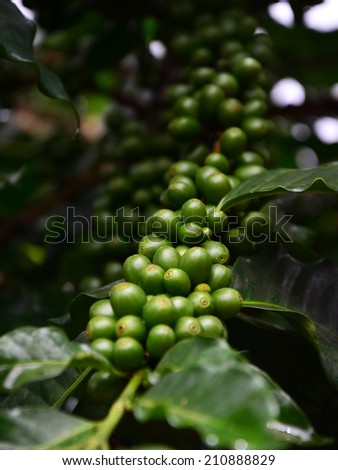 Coffee tree, green raw coffee beans on the branch