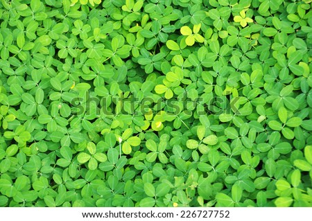 Green leaves texture, green grass, green background