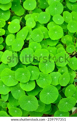Green leaves nature backgrounds, Small Nature Green Leaves round