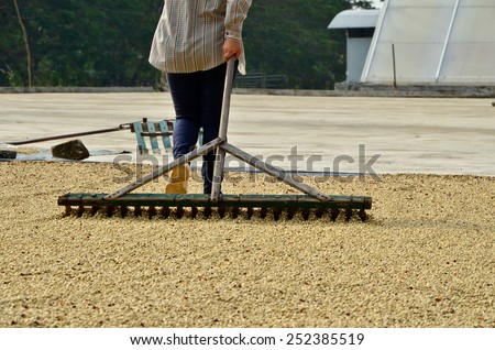 Farmer drying coffee, Dries coffee, Coffee beans raked out for drying
