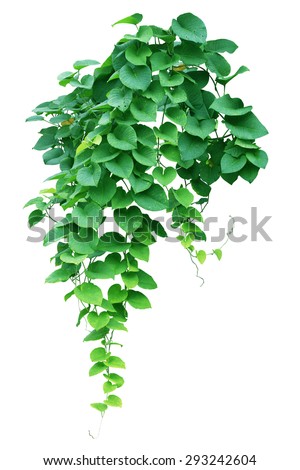 Green ivy plant, nature vine leaves
